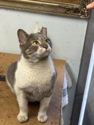 Lost Female Cat last seen East side auto repair shop, New York, NY 10035