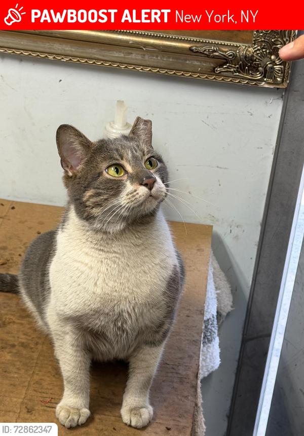 Lost Female Cat last seen East side auto repair shop, New York, NY 10035