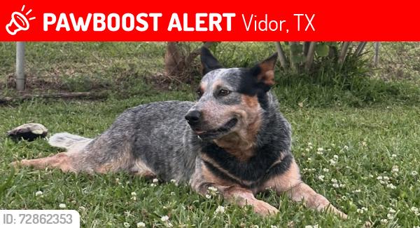 Lost Male Dog last seen West Tram & North Main, Vidor, TX 77662