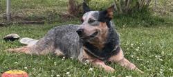 Lost Male Dog last seen West Tram & North Main, Vidor, TX 77662