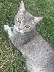 Lost Male Cat last seen reever st, Arlington, TX 76010