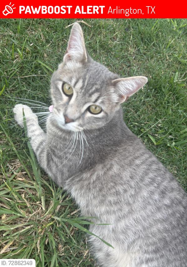 Lost Male Cat last seen reever st, Arlington, TX 76010