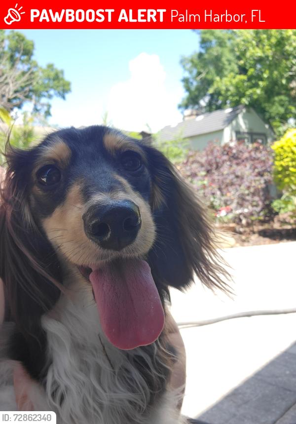 Lost Female Dog last seen Tarpon Woods subdivision/Brooker Creek preserve/ELake woodlands/Bridlewood, Palm Harbor, FL 34685