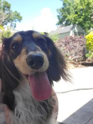 Lost Female Dog last seen Tarpon Woods subdivision/Brooker Creek preserve/ELake woodlands/Bridlewood, Palm Harbor, FL 34685