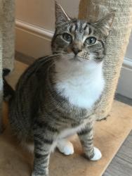 Lost Female Cat last seen Ralph Road, West Midlands, England CV6 1DF