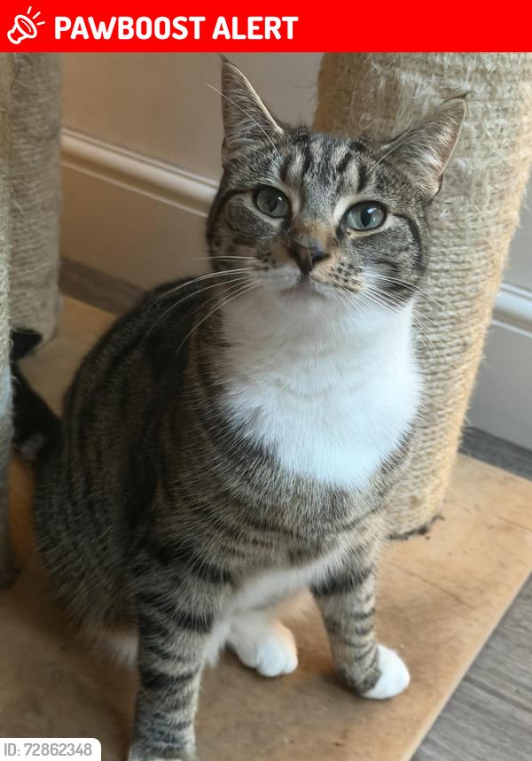 Lost Female Cat last seen Ralph Road, West Midlands, England CV6 1DF