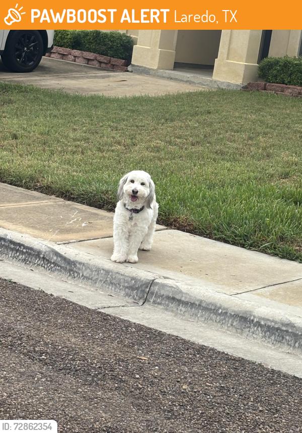 Found/Stray Unknown Dog last seen Ricardo Molina Middle School, Laredo, TX 78046