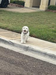 Found/Stray Unknown Dog last seen Ricardo Molina Middle School, Laredo, TX 78046
