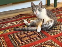 Found/Stray Female Cat last seen edna st, San Francisco, CA 94131
