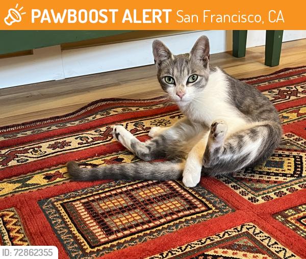 Found/Stray Female Cat last seen edna st, San Francisco, CA 94131
