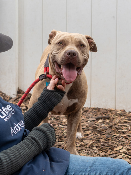 Shelter Stray Female Dog last seen , 30083, GA, Atlanta, GA 30341