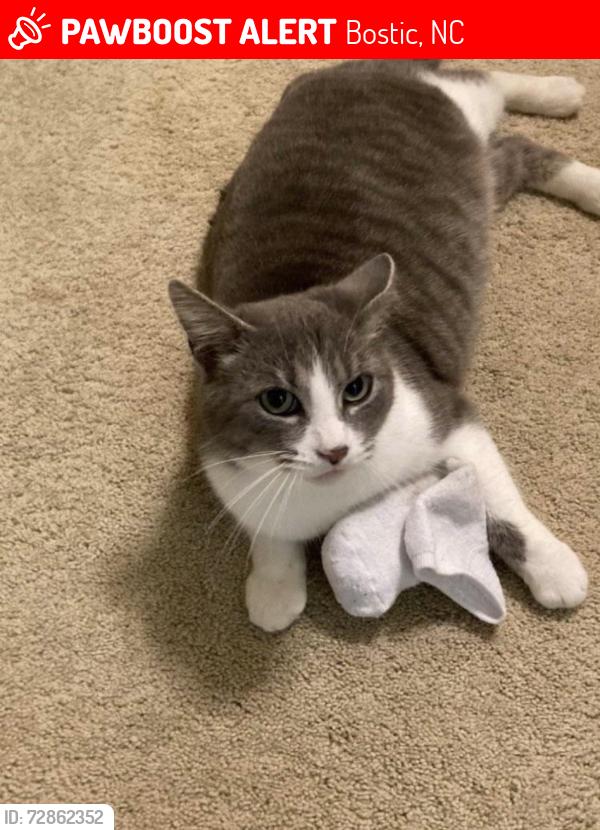 Lost Female Cat last seen Across from Bostic Baptist Cemetery, Bostic, NC 28018