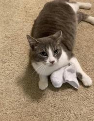 Lost Female Cat last seen Across from Bostic Baptist Cemetery, Bostic, NC 28018