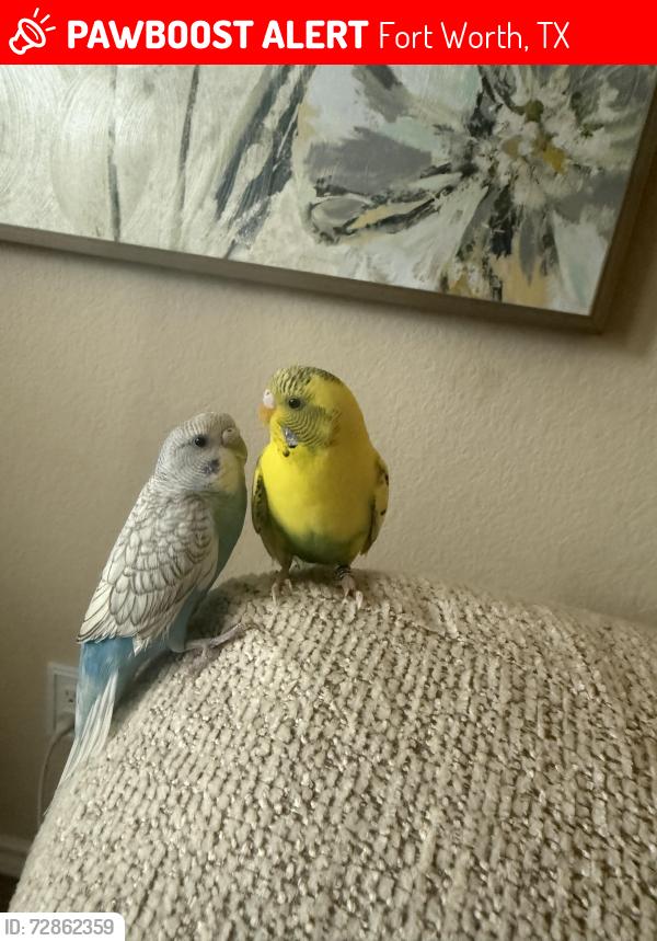 Lost Female Bird last seen Buffalo nickel and Boot Jack, Fort Worth, TX 76177