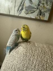 Lost Female Bird last seen Buffalo nickel and Boot Jack, Fort Worth, TX 76177