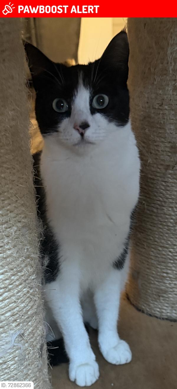 Lost Female Cat last seen Ralph Road, West Midlands, England CV6 1DF