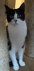Lost Female Cat last seen Ralph Road, West Midlands, England CV6 1DF