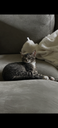 Lost Male Cat last seen Stafford & 65th , Tualatin, OR 97062