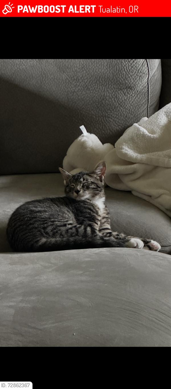 Lost Male Cat last seen Stafford & 65th , Tualatin, OR 97062