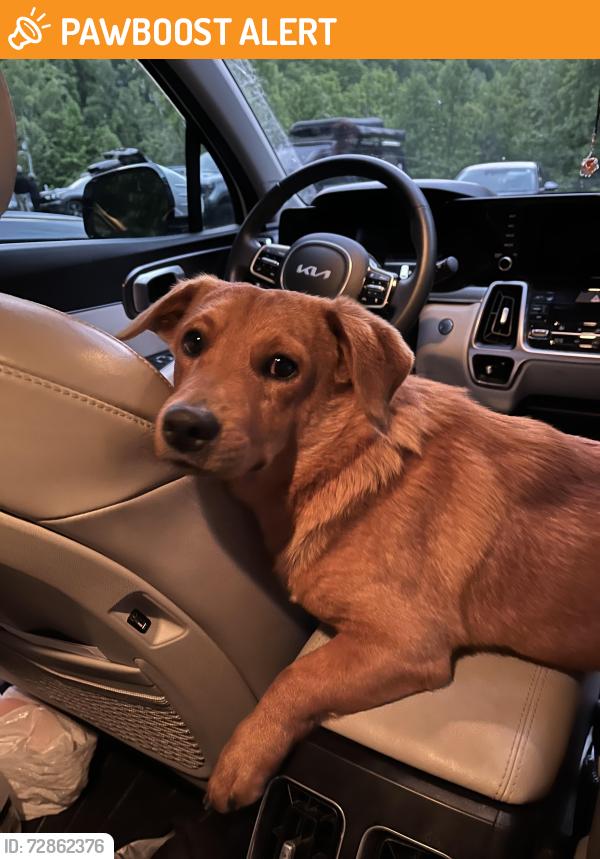 Found/Stray Male Dog last seen Graphite road, McDowell County, NC 28762