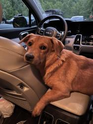 Found/Stray Male Dog last seen Graphite road, McDowell County, NC 28762