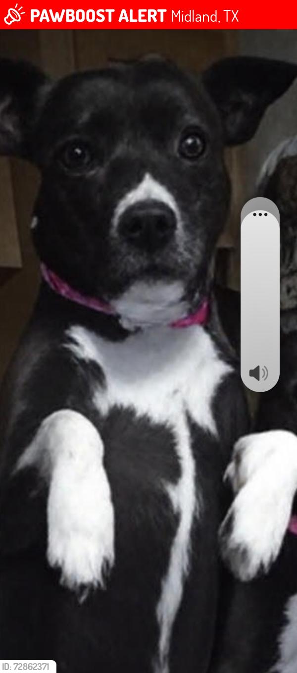 Lost Female Dog last seen Fm 1788, Midland, TX 79707