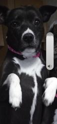 Lost Female Dog last seen Fm 1788, Midland, TX 79707