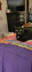 Lost Female Cat last seen Boxley and Hensley, Newport News, VA 23602