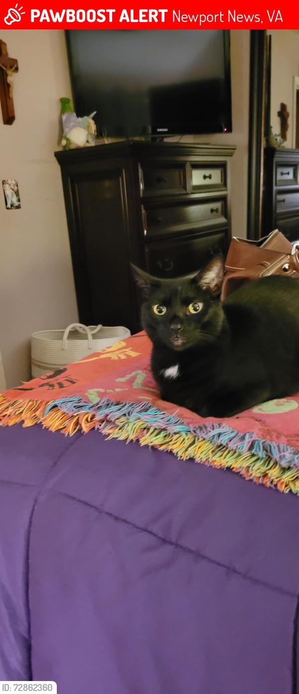 Lost Female Cat last seen Boxley and Hensley, Newport News, VA 23602