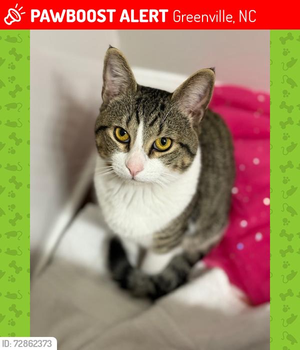 Lost Male Cat last seen Eastern Pines Rd, Greenville, NC 27858