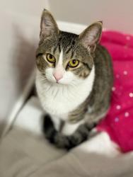 Lost Male Cat last seen Eastern Pines Rd, Greenville, NC 27858