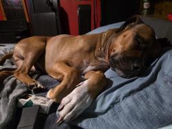 Lost Male Dog last seen Near sun ct , West Palm Beach, FL 33403