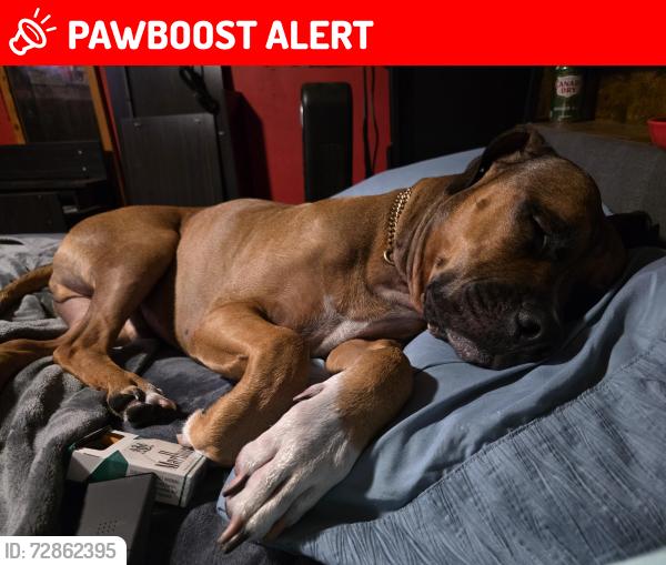 Lost Male Dog last seen Near sun ct , West Palm Beach, FL 33403