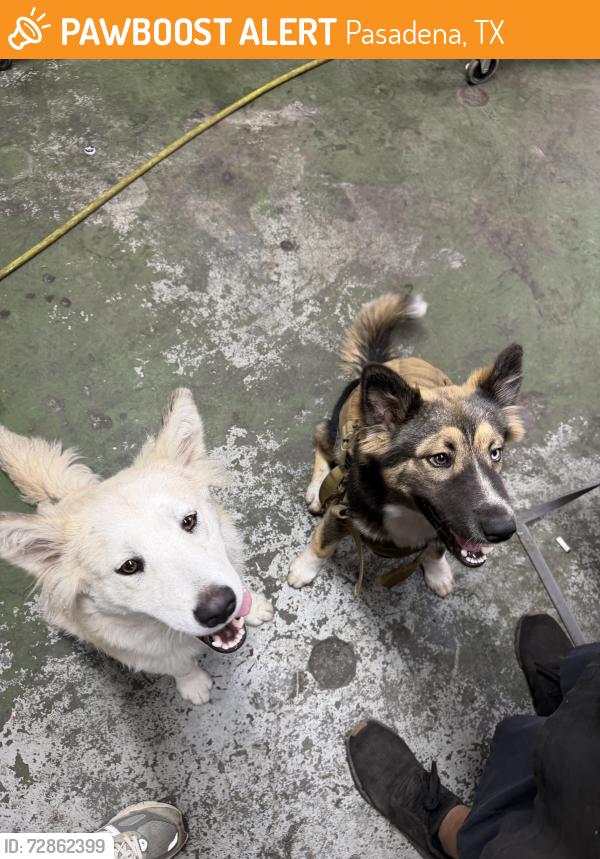 Found/Stray Male Dog last seen preston ave, Pasadena, TX 77503