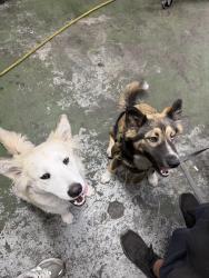 Found/Stray Male Dog last seen preston ave, Pasadena, TX 77503