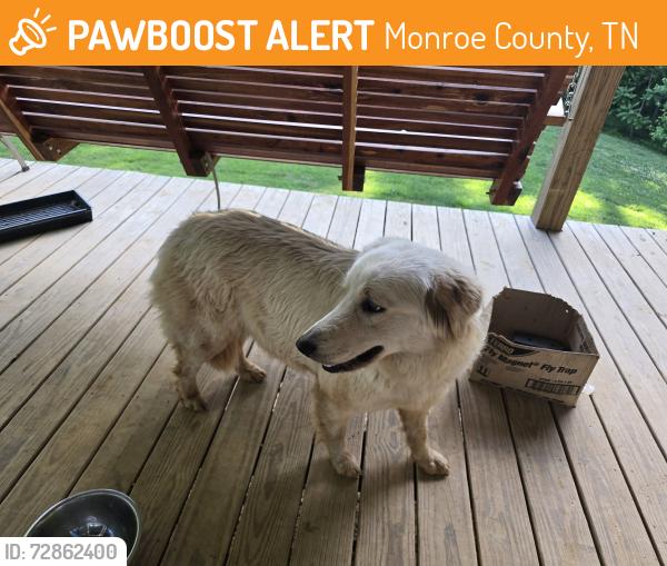 Found/Stray Male Dog last seen Loudon rd and Harrison rd, Monroe County, TN 37774