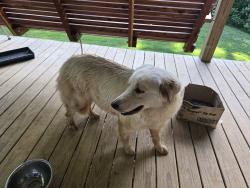 Found/Stray Male Dog last seen Loudon rd and Harrison rd, Monroe County, TN 37774