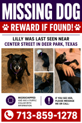 Lost Female Dog last seen Center street, Deer Park, TX 77536
