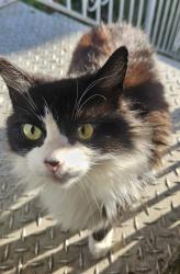 Found/Stray Unknown Cat last seen Near the Gold Country Fairgrounds, Auburn, CA 95603