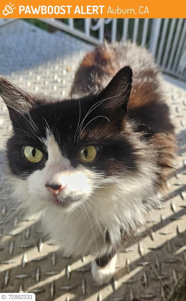 Found/Stray Unknown Cat last seen Near the Gold Country Fairgrounds, Auburn, CA 95603