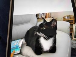 Lost Male Cat last seen Mainlands 101st Ave &44th Way N. Pinellas Park, Pinellas Park, FL 33782
