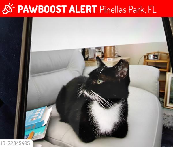 Lost Male Cat last seen Mainlands 101st Ave &44th Way N. Pinellas Park, Pinellas Park, FL 33782