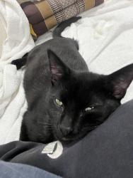 Lost Male Cat last seen Bailey street , Atlanta, GA 30315