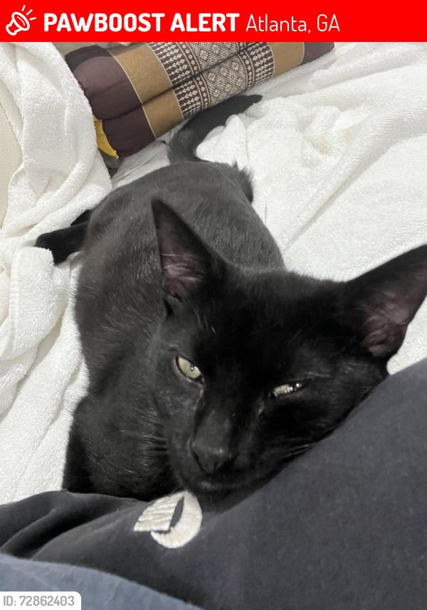 Lost Male Cat last seen Bailey street , Atlanta, GA 30315
