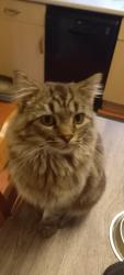 Lost Male Cat last seen Ken Churchill drive , Horbury, England WF4 6JX
