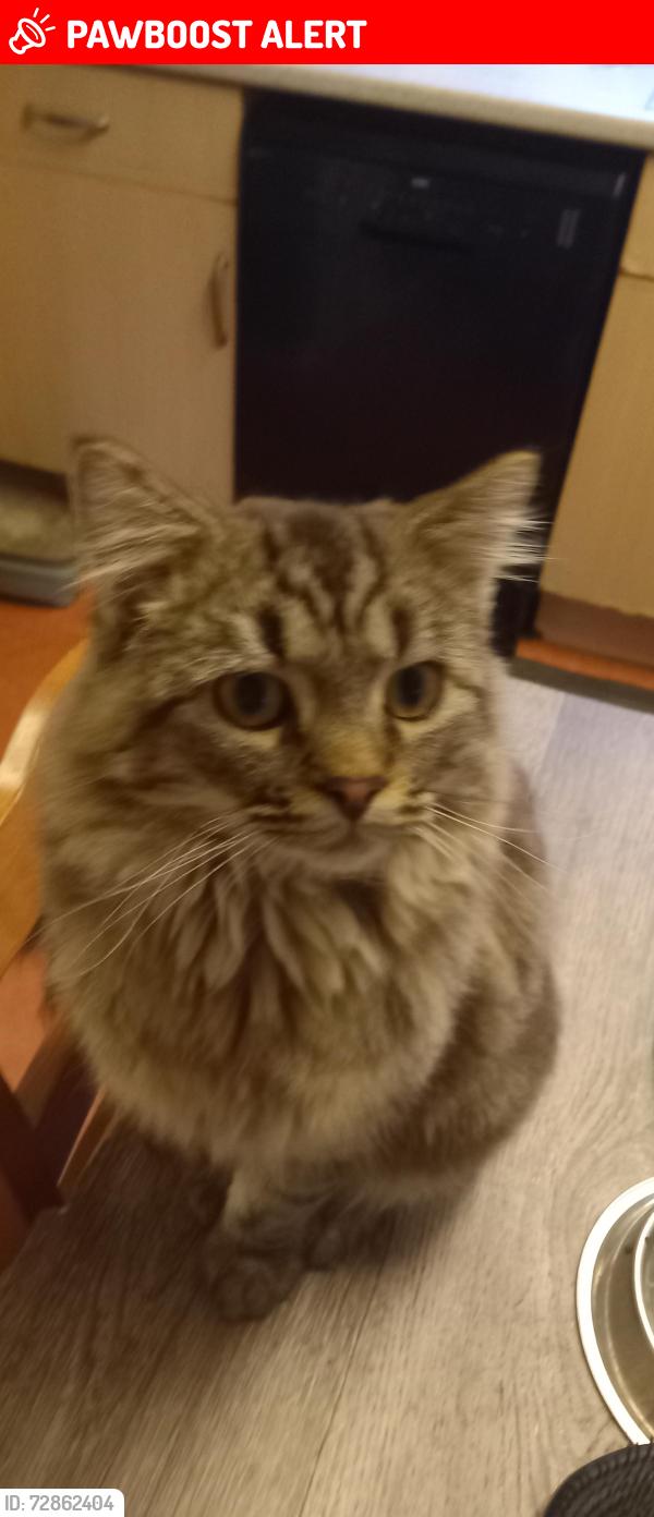 Lost Male Cat last seen Ken Churchill drive, Horbury, England WF4 6JX