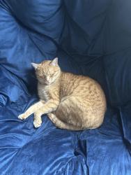 Lost Male Cat last seen Sara’s Table, Duluth, MN 55812
