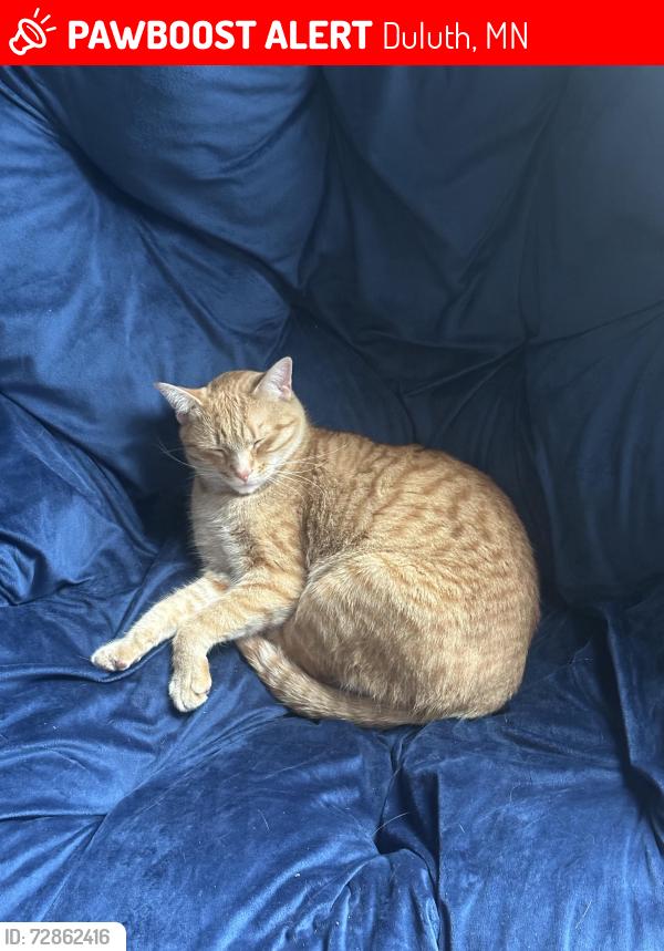 Lost Male Cat last seen Sara’s Table, Duluth, MN 55812