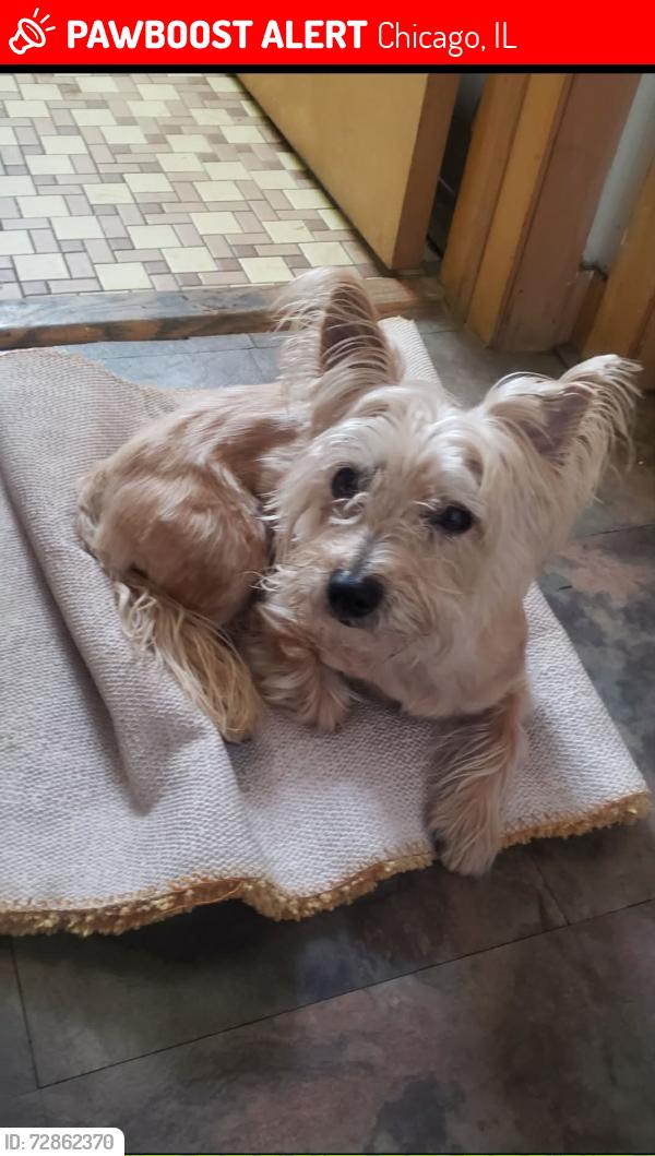 Lost Male Dog last seen 95th Halsted Street , Chicago, IL 60620