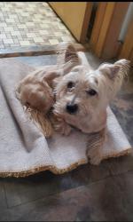 Lost Male Dog last seen 95th Halsted Street , Chicago, IL 60620